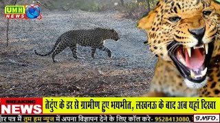 UP:  केले के खेत के ईद -गिर्द घूमते हुए देखा गया  तेंदुआ , ग्रामीणों में दहशत