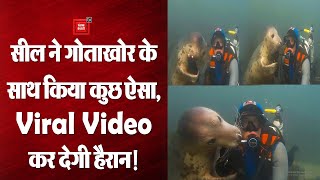 समुद्र में Scuba Diver के साथ Seal ने किया कुछ ऐसा, Viral Video देख हैरान रह गए लोग!