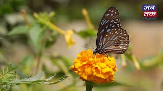 Have you ever seen a butterfly drinking flower juice | ABTAK MEDIA