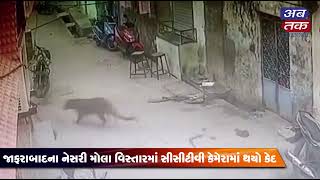 In Jafarabad, a pangolin was seen kicking, the incident in Nesri Molla area was captured on CCTV