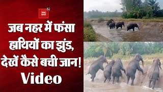 जब नहर में फंस गया हाथियों का झुंड, Viral Video में देखें कैसे बची जान