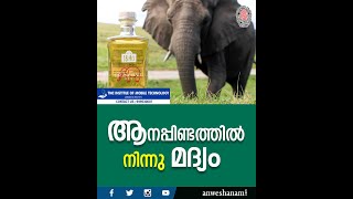 ആനപ്പിണ്ടത്തിൽനിന്നു മദ്യം |Alcohol from elephant dung |  News60