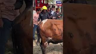 Hey Ma ... Tantra's crooked cow slipped into a deep gutter, later rescued by the fire department