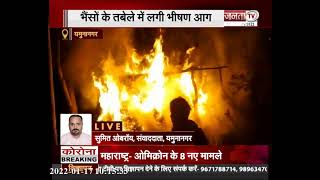 Yamuna Nagar: भैंसों के तबेले में लगी भीषण आग, देखिए कुछ ही देर में तबेला जलकर हुआ खाक