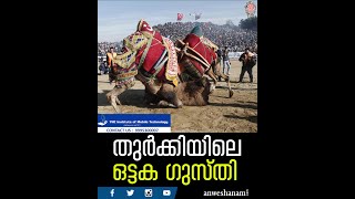 turkey camel wrestling | തുർക്കിയിലെ ഒട്ടക ഗുസ്തി |  News60