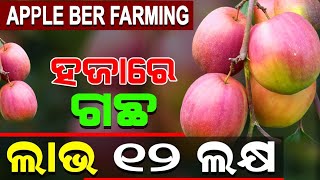 Thai Kashmir Apple Ber Complete Farming Process in Odisha | A Success Story | Contact: 8618486335