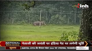 Chhattisgarh News || Elephant Attack, आखिर इस हथिनी की मौत की जिम्मेदार कौन