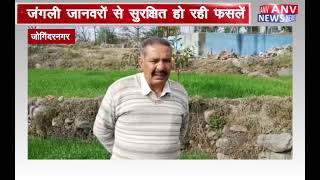 जोगिंदरनगर : मुख्यमंत्री खेत संरक्षण योजना से कृषि बना फायदा का सौदा