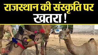 राजस्थान की संस्कृति है खतरें में...डीडवाना में पशु मेला खो रहा है अपना अस्तित्व !