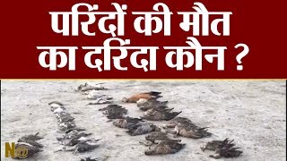 राजस्थान में प्रवासी पक्षियों की मौत से मचा हडकंप..वन विभाग की टीम जांच में जुटी