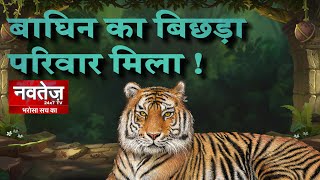 Kanpur Zoological Park : बाघिन को बिछड़ा बाघ मिला ! | NAVTEJ TV