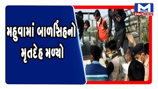 મહુવામાં બાળસિંહનો મૃતદેહ મળ્યો | MantavyaNews