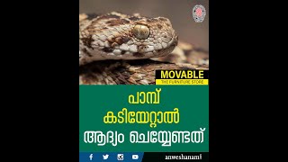 പാമ്പ് കടിയേറ്റാൽ ആദ്യം ചെയ്യേണ്ടത് |snake bite|  News60