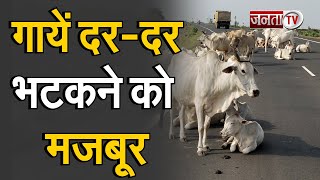 Rampur: दर-दर भटकने को मजबूर है गाय, सुरक्षित आश्रय कब?