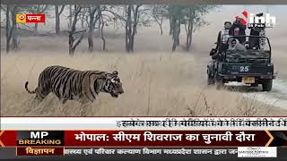 Madhya Pradesh News || बाघों को कुत्तों का डर ! Panna टाइगर रिजर्व में कुत्तों को किया Vaccinat
