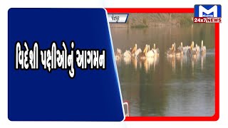 Jetpur : વિદેશી પક્ષીઓનું આગમન | MantavyaNews