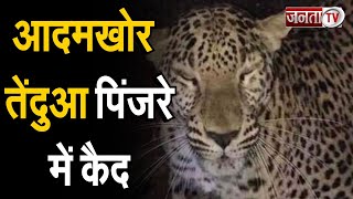 Shimla: वन विभाग के पिंजरे में कैद हुआ आदमखोर तेंदुआ, खुंखार प्रवृति का है शावक