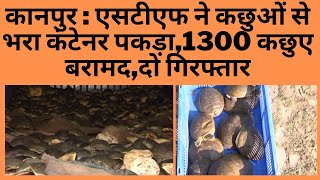 कानपुर : एसटीएफ ने कछुओं से भरा कंटेनर पकड़ा,1300 कछुए बरामद,दो गिरफ्तार