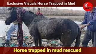 Horse trapped in mud rescued Watch Video