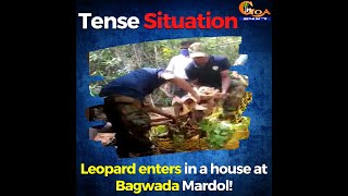 Tense Situation  | Leopard enters in a house at Bagwada Mardol!