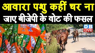 आवारा पशुओं ने बढ़ाई BJP की मुश्किलें | UP Election 2022 | Akhilesh Yadav | CM Yogi | #DBLIVE