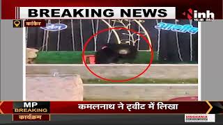 Chhattisgarh News || Kanker में शादी के स्टेज में चढ़ा भालू, Video Viral