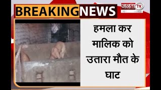 Yamuna Nagar: दो पालतू कुत्तों ने अपने ही मालिक को उतारा मौत के घाट | Janta Tv |