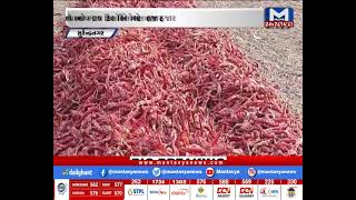 Surendrangar: મરચાંનું મબલખ ઉત્પાદન | MantavyaNews