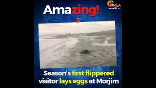 #Amazing! Season's first flippered visitor lays eggs at Morjim
