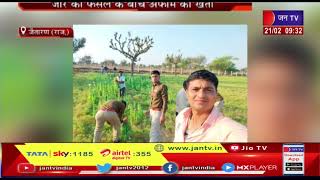 Jaitaran News | जीरे की फसल के बीच अफीम की खेती, पुलिस ने बरामद किए 2783 अफीम के पौधे