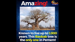 #Amazing | Known to live up to 1,000 years. This Baobab tree is the only one in Pernem!