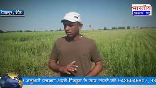 देपालपुर : किसानों की फसलों को नीलगाय कर रही चौपट, किसानों को हो रहा काफी नुकसान। #bn #mp #depalpur