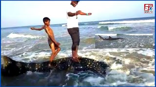 Selfie Lene Ka Pagalpan Whale Machli Ke Saath Logo Ne Li Beech Par Selfie | SACH NEWS