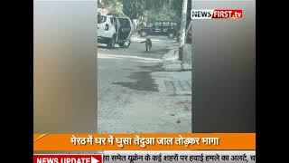 मेरठ में घर में घुसा तेंदुआ जाल तोड़कर भागा  Newsfirst.tv