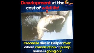 Development at the cost of wildlife!