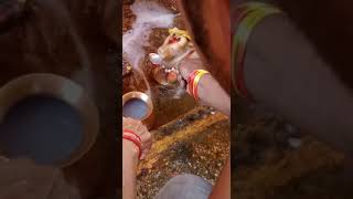 खंडवा : भोलेनाथ के नंदी पी रहे पानी,दूध video viral होने से शिव मंदिर में लगी दर्शनार्थियो की भीड़