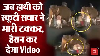 ट्रक से उतर रहे हाथी को स्कूटी सवार ने मारी टक्कर, आगे जो हुआ उसका नहीं थी उम्मीद | देखें वीडियो