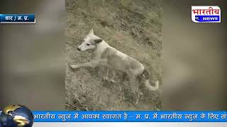 धार में कुत्तो का आतंक आए दिन कर रहे है बच्चो पर हमला, कलेक्टर के आदेश भी हुवे हवा हवाई.. #bn #dhar
