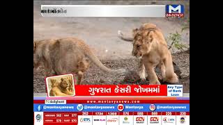 ગુજરાત કેસરી જોખમમાં | MantavyaNews