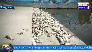 पीथमपुर : सैकड़ो की तादात में तालाब में मरी मछलियां.. #bn #mp #pithampur #bhartiyanews