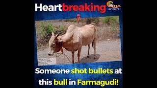 #Heartbreaking | Someone shot bullets at this bull in Farmagudi!