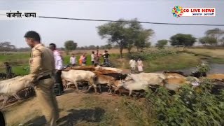 जिले में भी धड़ल्ले से हों रही गायों की तस्करी cglivenews