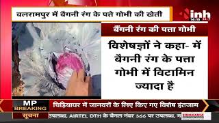 Chhattisgarh News || Balrampur में बैगनी रंग के पत्ते गोभी की खेती, कई रोगों से लड़ने में भी सहायक