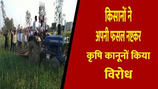 किसानों ने अपनी फसल नष्टकर कृषि कानूनों किया विरोध || Divya Delhi Channel