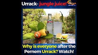 Why is everyone after 'Urrack' from Pernem? Let's find out!