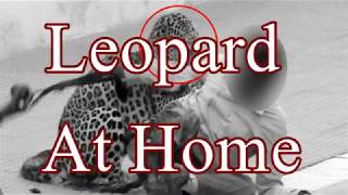 Leopard At Home