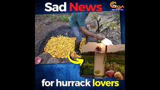 Sad news for 'hurrack' lovers, Mopa-link road construction has destroyed most of the plantation!