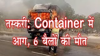 तस्करी: Container में आग, 6 बैलों की मौत