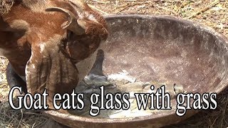 Goat eats glass with grass