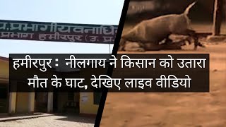 हमीरपुर :  नीलगाय ने किसान को उतारा मौत के घाट, देखिए लाइव वीडियो